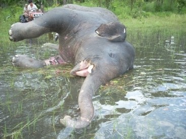 Một con voi bị sát hại tại Tây Nguyên